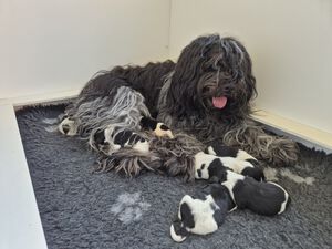 Schapendoes N-nest van de Roeskebeer